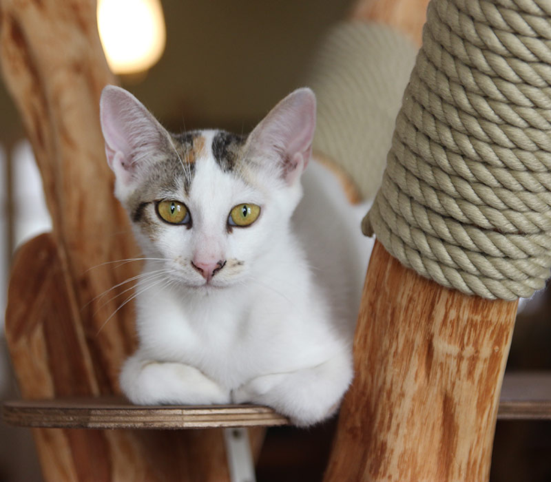 Naila | Ryokaï - Neko café