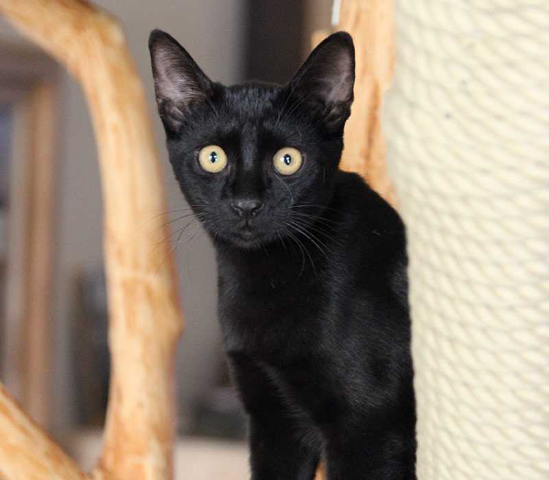 Pepper | Ryokaï - Neko café